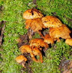 Pholiota squarrosipes