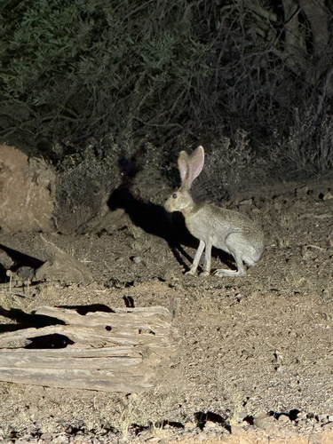 Antelope Jackrabbit observed by omedward