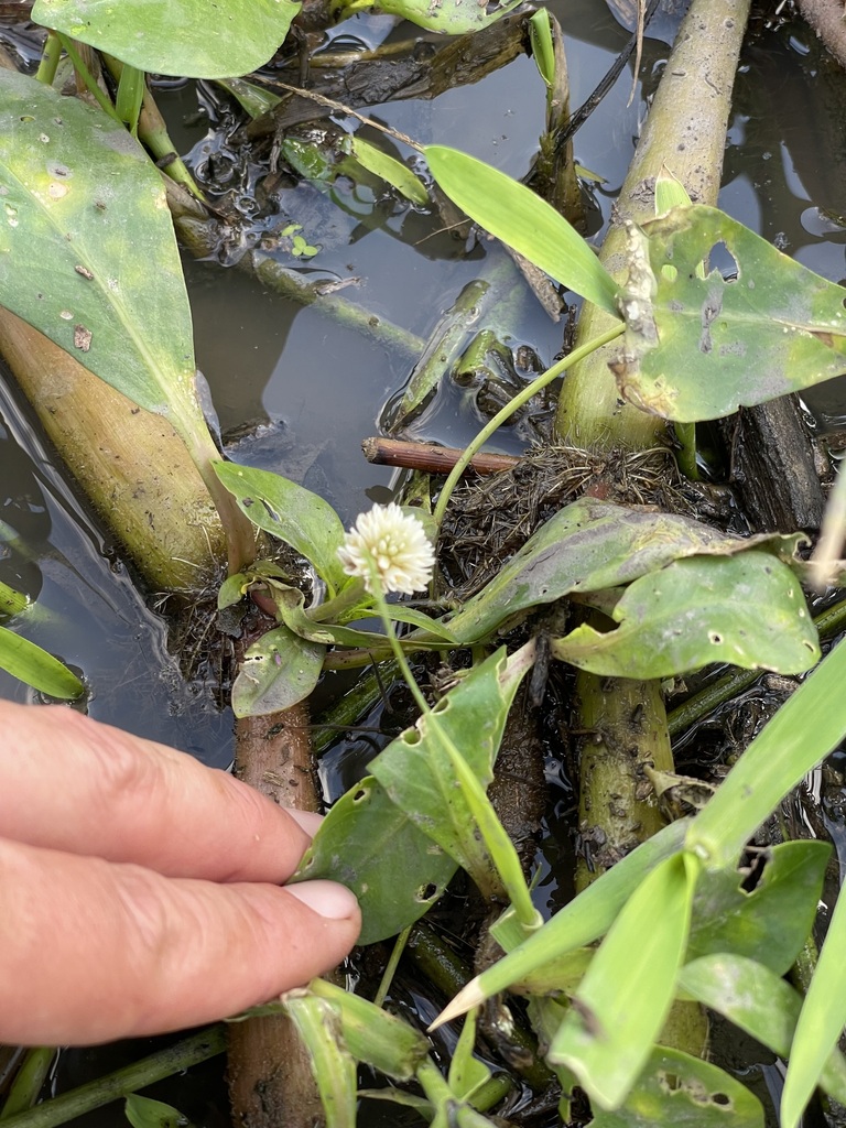 Alternanthera aquatica