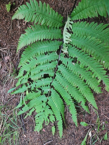 Pentarhizidium orientale observed 2026-08-02