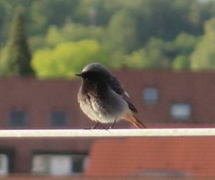 Phoenicurus ochruros