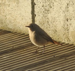 Phoenicurus ochruros