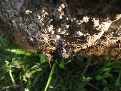 Carabus melancholicus