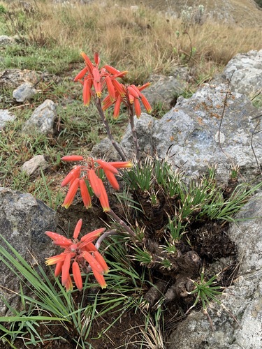 Aloe chortolirioides var. chortolirioides image