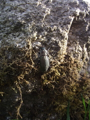 Carabus melancholicus