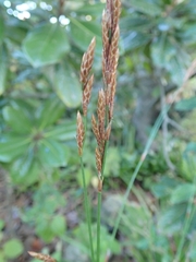 Restio sieberi