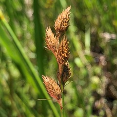 Carex alata