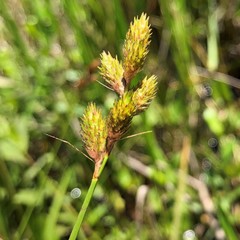 Carex alata