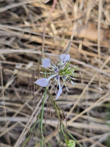 Nigella arvensis, photograph 4