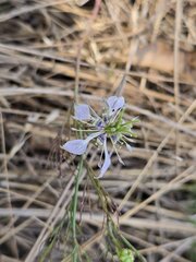 (c) Сергей Голубев, some rights reserved (CC BY) Nigella arvensis, photograph (c) Сергей Голубев, some rights reserved (CC BY)