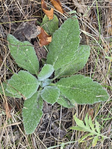 Salvia aethiopis, photograph 5