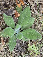 Salvia aethiopis, photograph (c) Сергей Голубев, some rights reserved (CC BY)