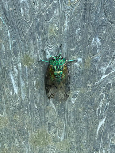 Emerald Cicada