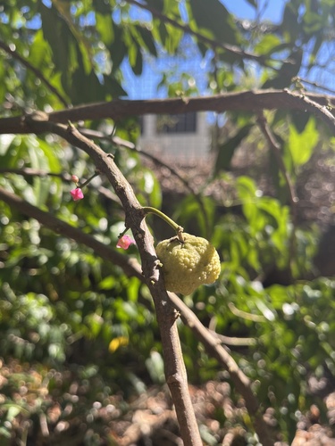 Melicope rubra observed 2026-08-04