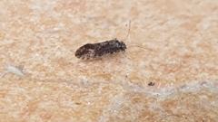 Myopsocus