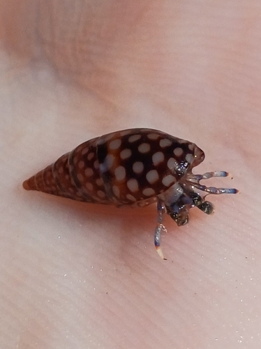 Mitrella argus, 2026-08-04