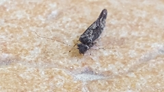 Myopsocus