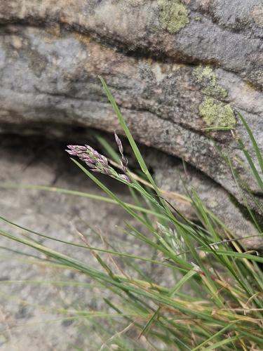 Poa laxa observed 2026-08-02