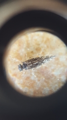 Myopsocus