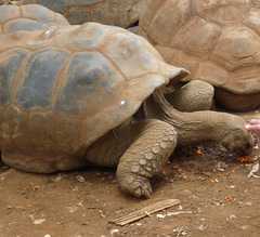 Aldabrachelys gigantea