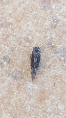 Myopsocus