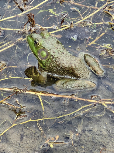 American Bullfrog