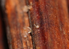 Hispidula dicksoniae