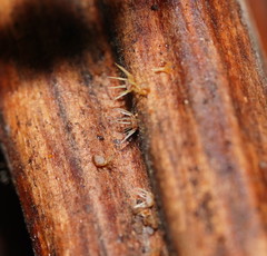 Hispidula dicksoniae