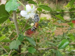 Apis florea