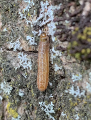 Tortricodes alternella