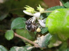Apis florea