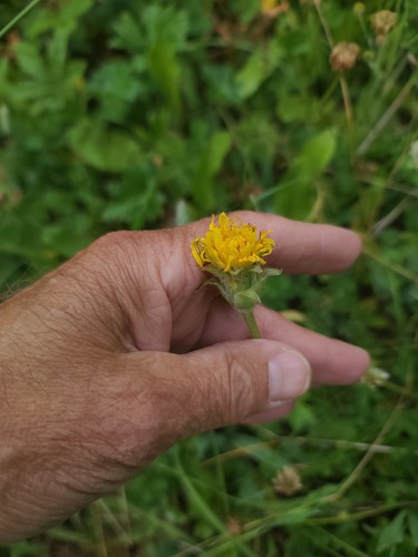 Agoseris glauca, photograph 4