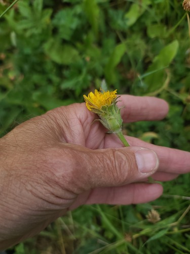 Agoseris glauca, photograph 5