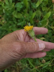 Agoseris glauca, photograph author not stated, no rights reserved