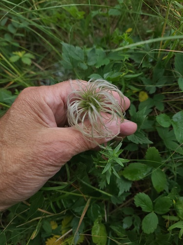 Clematis occidentalis, photograph 3