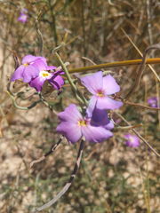 Malcolmia littorea