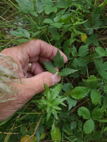 Clematis occidentalis, photograph 4