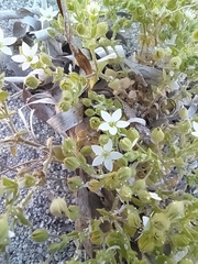 Arenaria leucadia