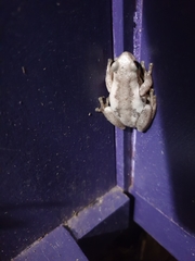 Litoria balatus