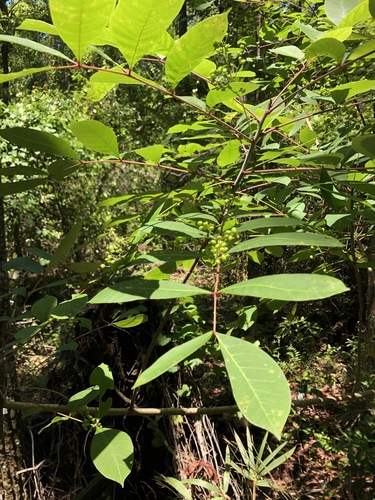 Toxicodendron vernix image
