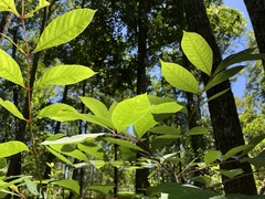 Toxicodendron vernix image