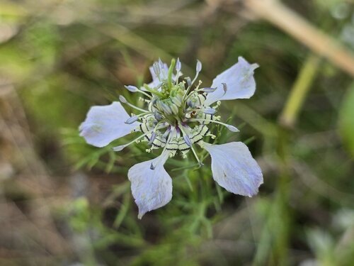 Nigella arvensis, photograph 1