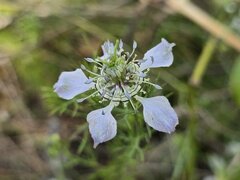 (c) Сергей Голубев, some rights reserved (CC BY) Nigella arvensis, photograph (c) Сергей Голубев, some rights reserved (CC BY)