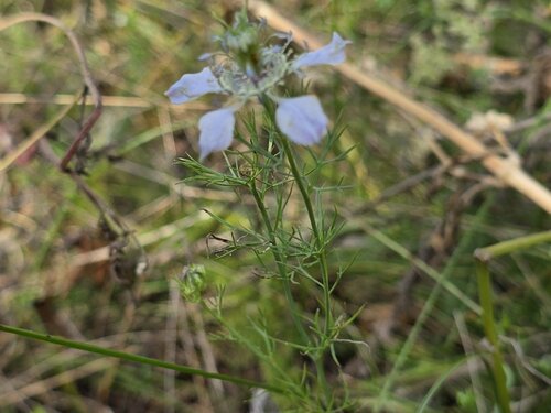 Nigella arvensis, photograph 3