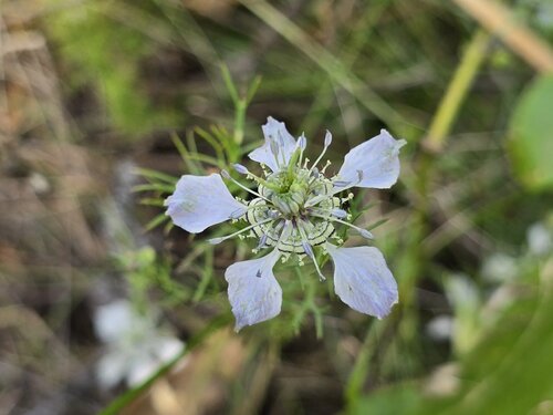 Nigella arvensis, photograph 2