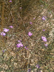 Malcolmia littorea
