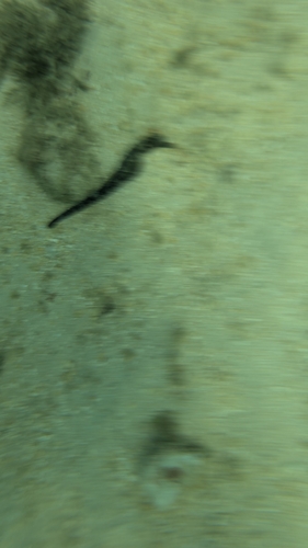 Hippocampus, 2026-08-03
