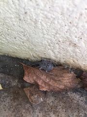 Peltasticus punctatus