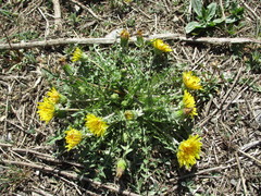 Taraxacum dissectum