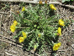 Taraxacum dissectum
